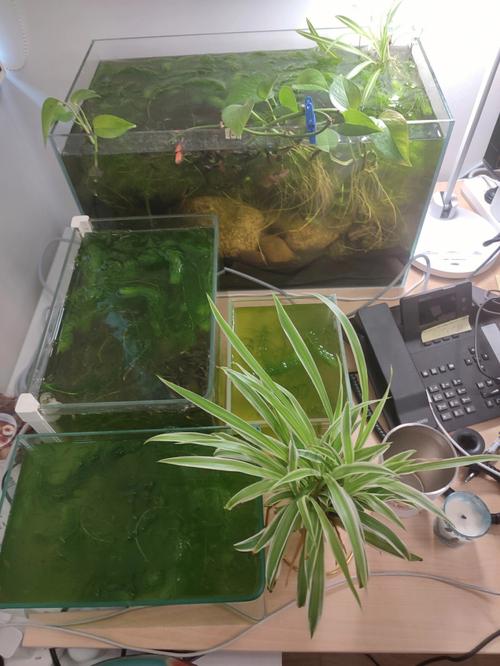 介绍空气缸水藻养成之谜,仅需几天，绿色生机盎然！_空气缸几天能养成水藻